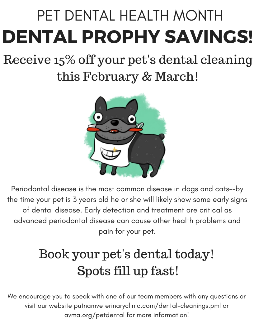 Dental Promotion
